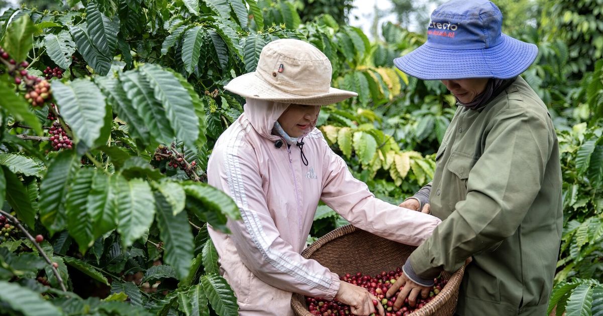 El café del mundo proviene principalmente de dos países. Eso es un problema