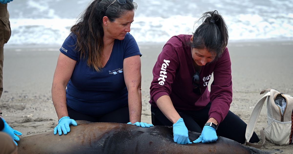 Scores of reports of sick sea lions along California’s Central Coast