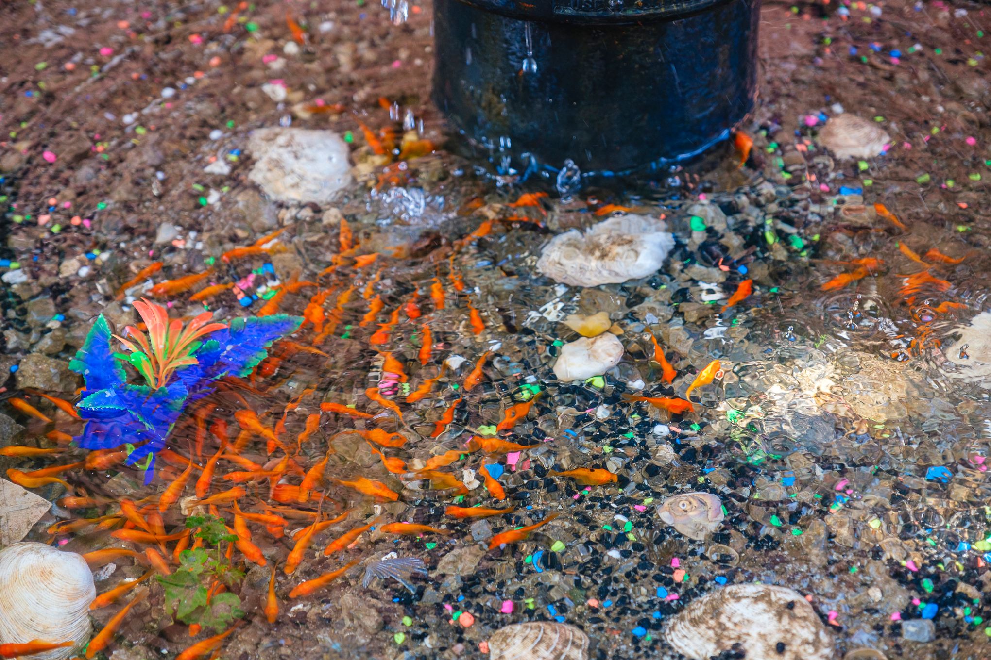 Picture of Goldfish Aquarium