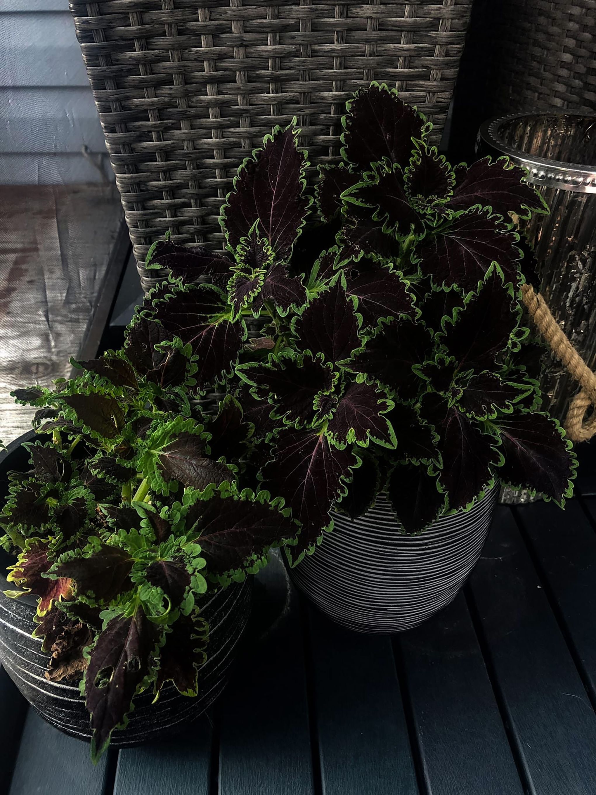 I'm Dying Over Your Goth Garden | The Seattle Times