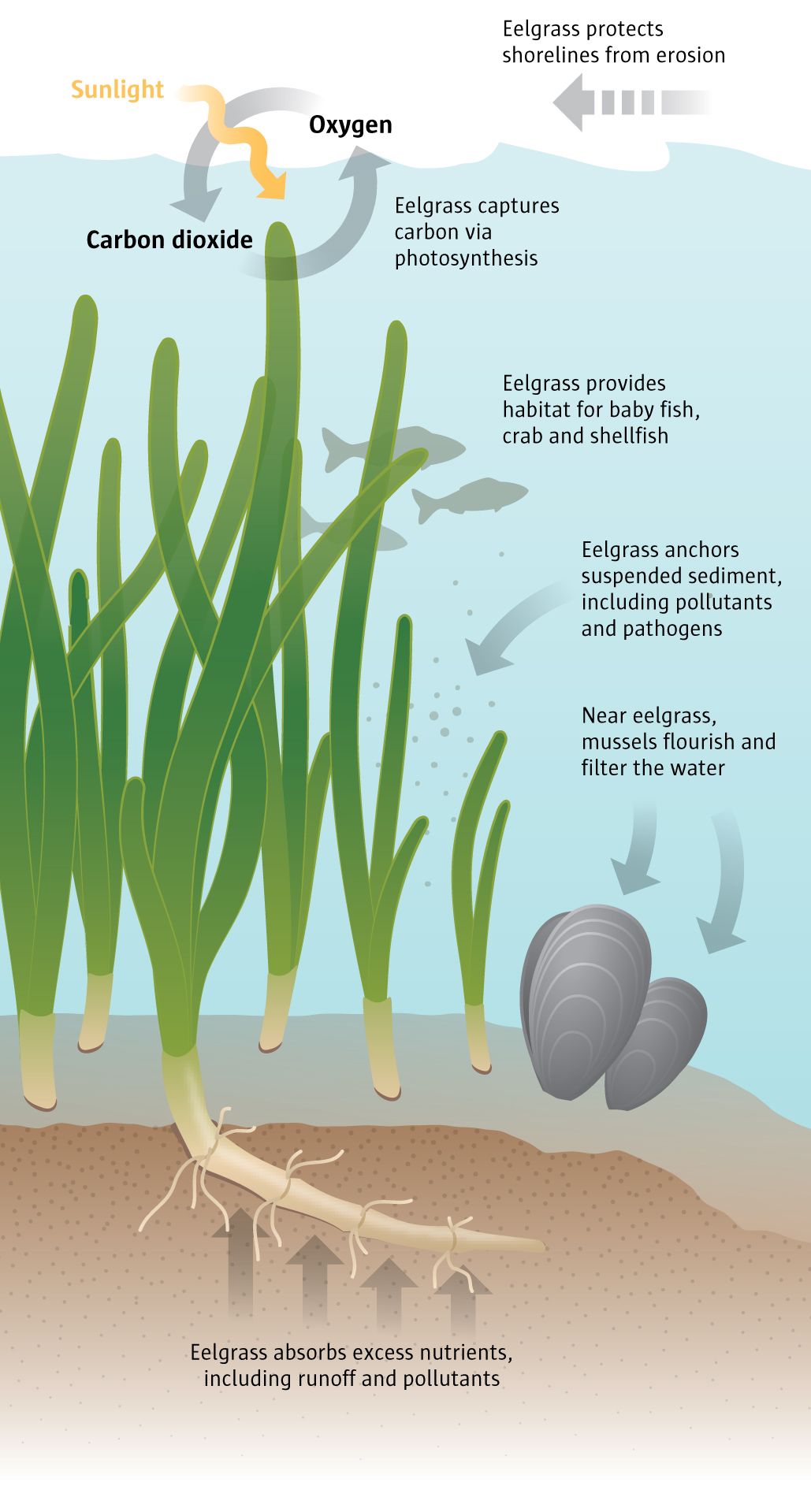 Eelgrass Habitat Eelgrass History In Long Island Sound Save Our