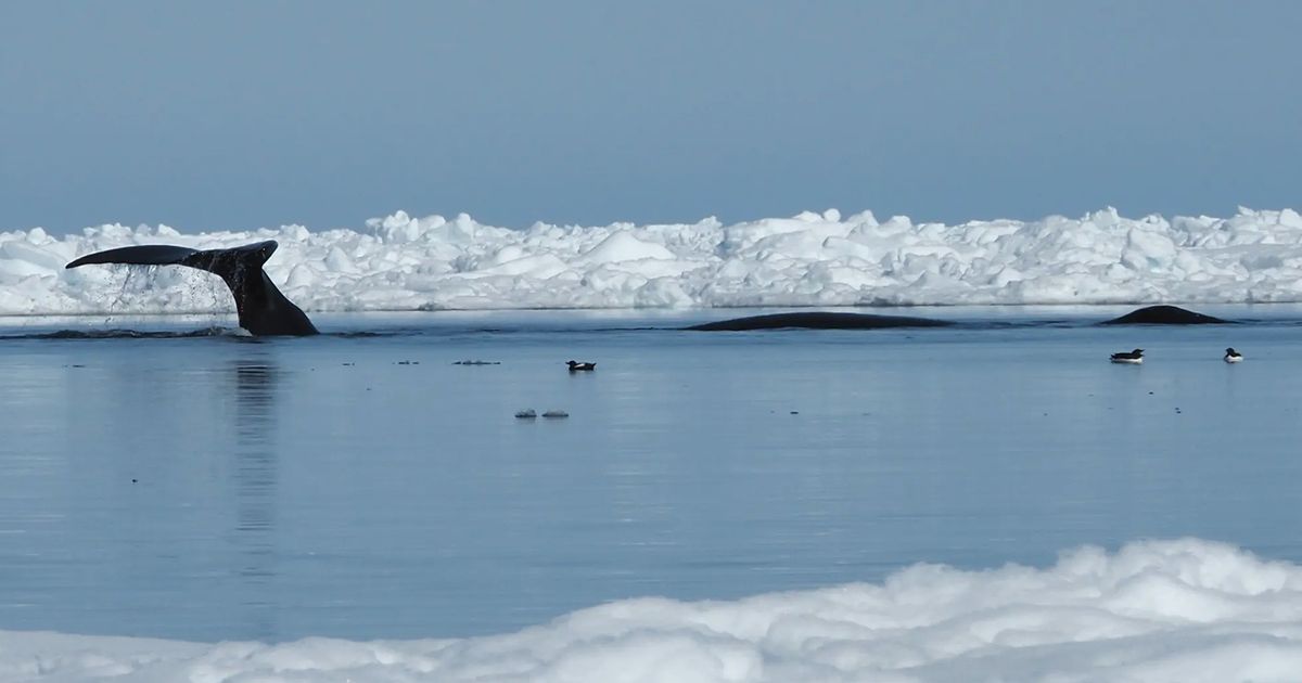 Las ballenas del Ártico sincronizan sus inmersiones a pesar de estar separadas por 60 millas, según un estudio