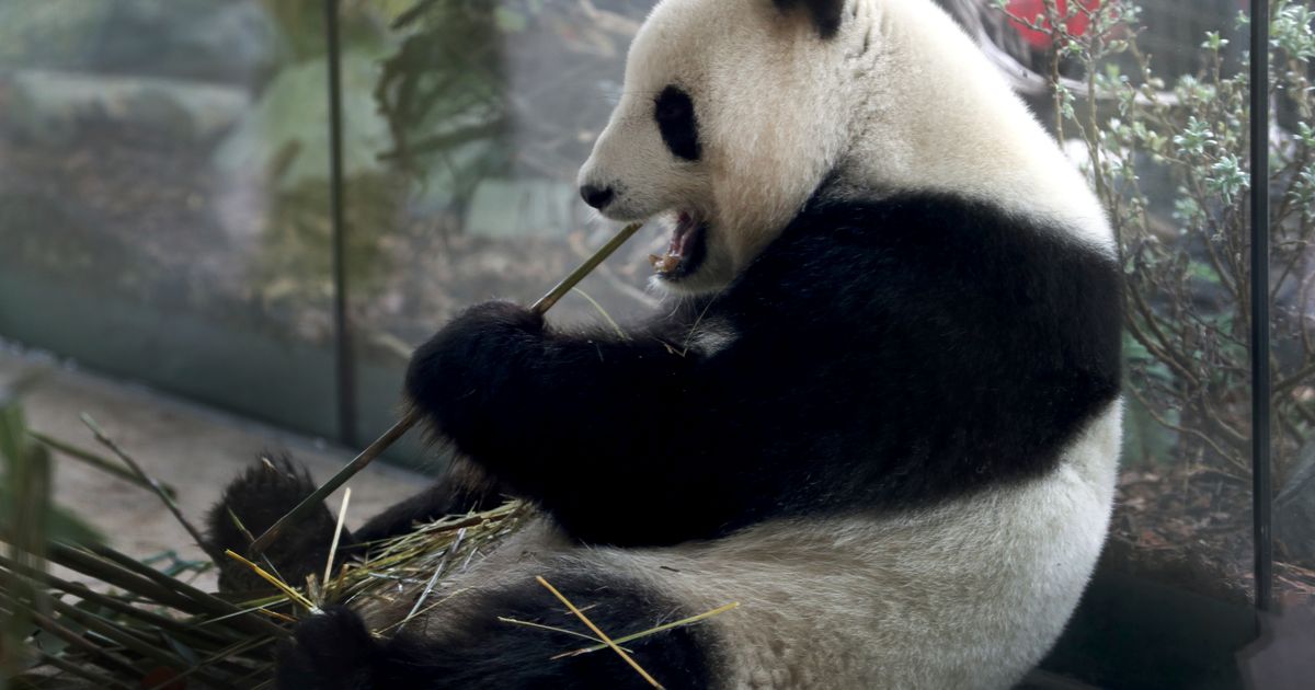 ¡Ya están aquí los gemelos! Una segunda camada de cachorros de panda gigante ha llegado a Berlín