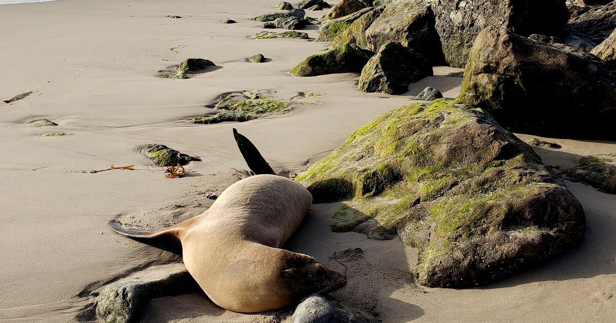 Sea lions are stranding themselves on California’s coast with signs of poisoning by harmful algae