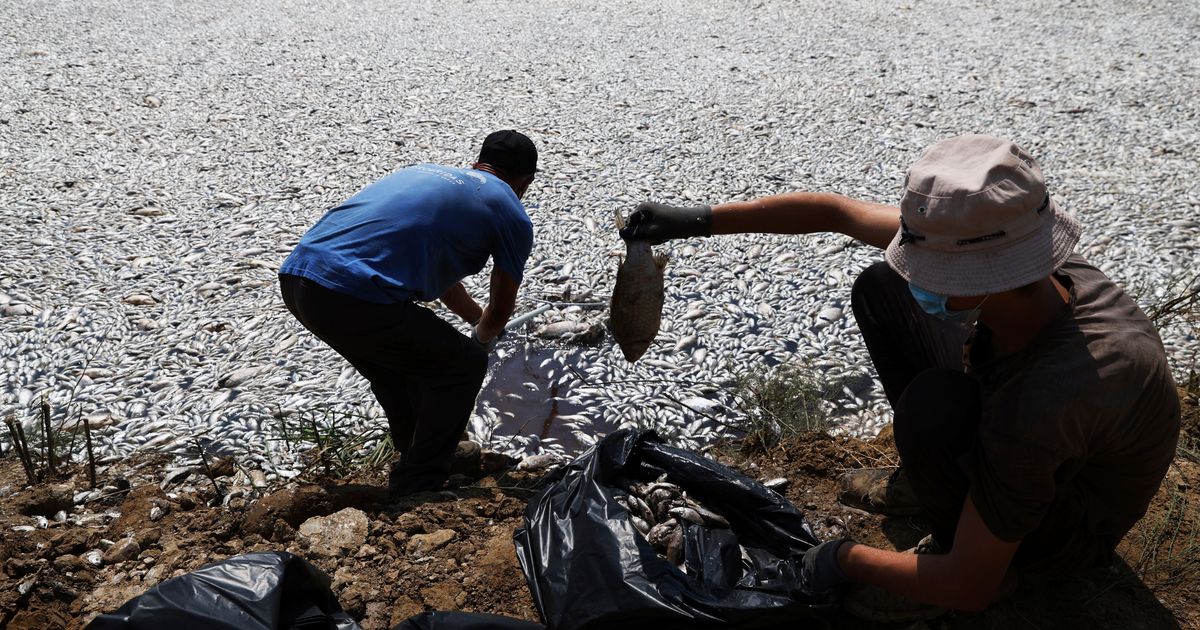 Más de 100 toneladas de peces muertos se acumulan en un puerto griego tras una mortandad masiva relacionada con el clima