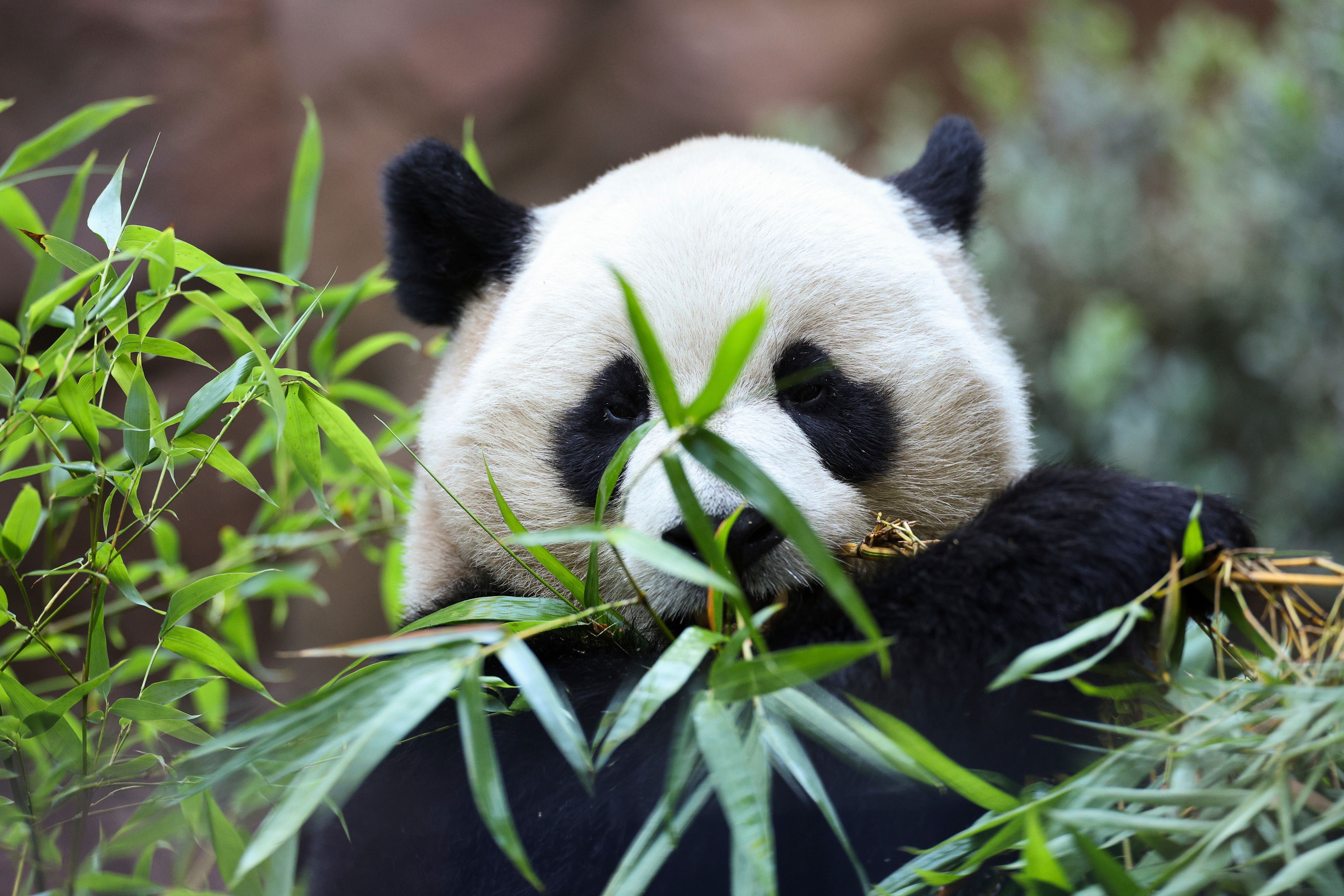 Meet America's newest giant pandas, Yun Chuan and Xin Bao | The