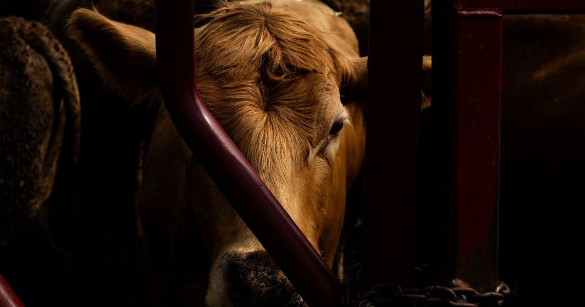 Something’s poisoning America’s farms. Scientists fear ‘forever’ chemicals