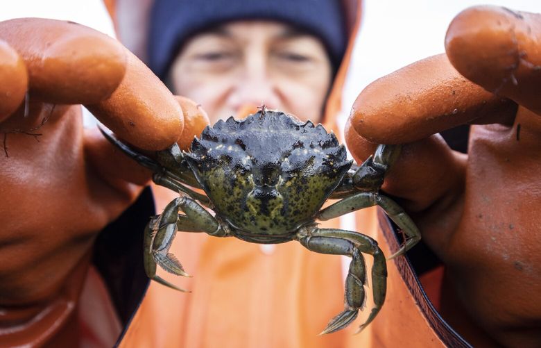 Thursday, December 10, 2021     Lummi Natural Resources field technician Lisa Balton holds a European Green Crab pulled from a crab trap along the shoreline of the Sea Pond.   The tribe has declared the green crab arrival at its Sea Pond an “environmental disaster”.   219028