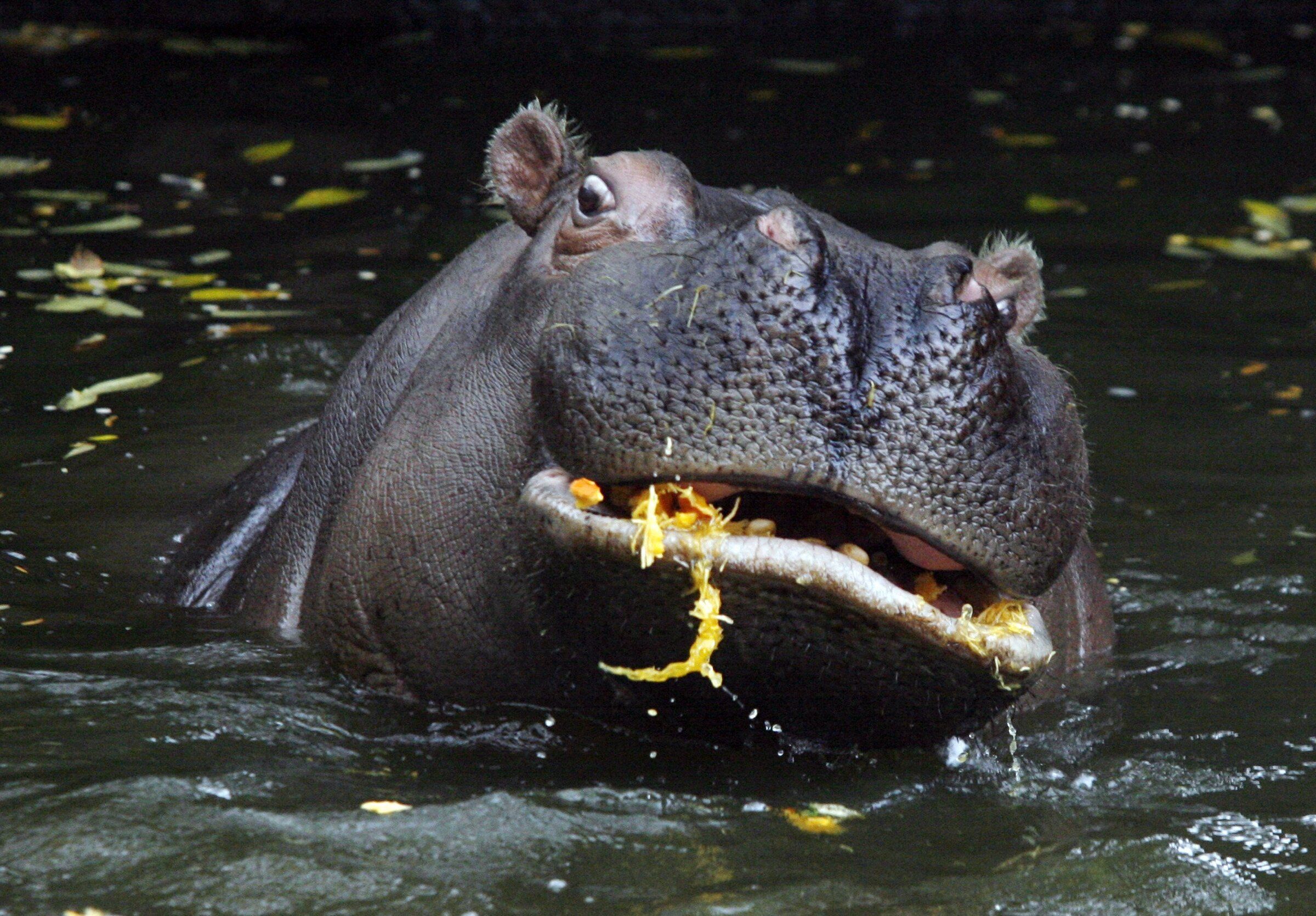 WILDSWANS PALM 藍染 Hippopotamus hq720.jpg?sqp=-