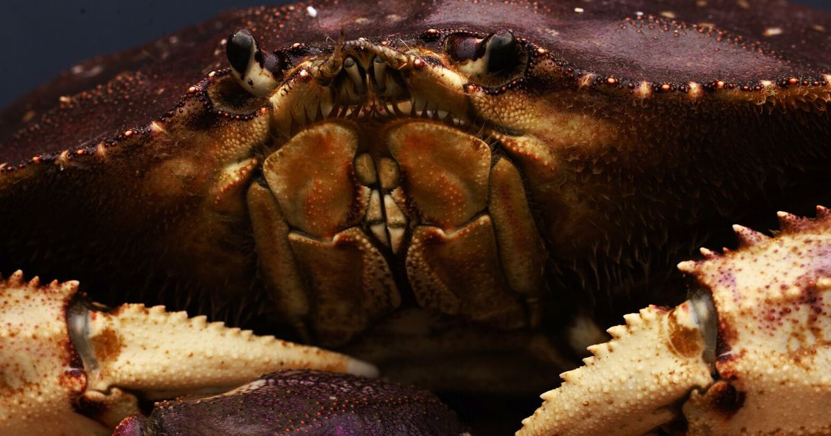 Dungeness are WA’s most lucrative seafood, but we know little about them