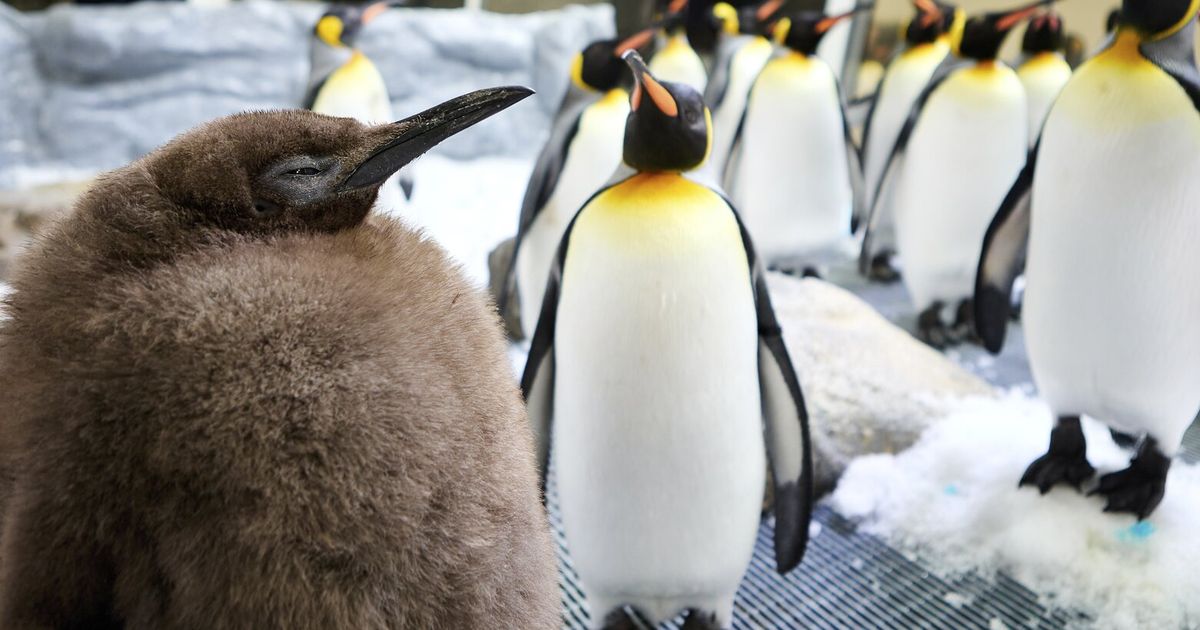 El enorme polluelo de pingüino rey australiano Pesto se convierte en estrella de las redes sociales