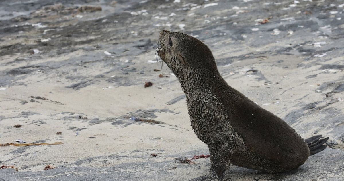 Científicos sudafricanos afirman haber identificado el primer brote conocido de rabia en focas