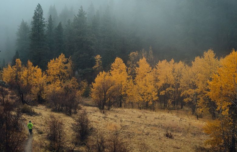 Larch magic during the hike to Clara and Marion Lakes.