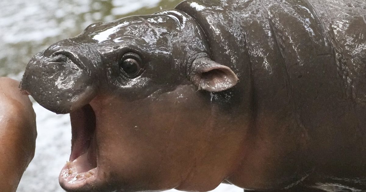 Un hipopótamo pigmeo roba corazones (y muerde a los cuidadores del zoológico)