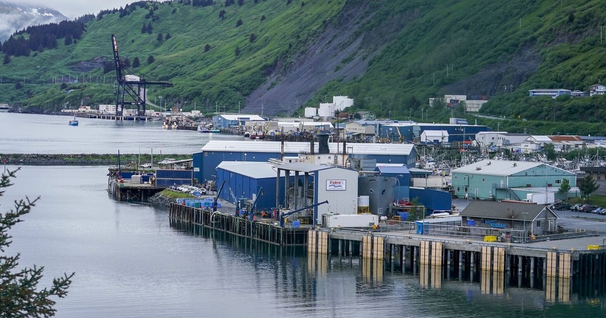 Bycatch of nearly 20,000 Chinook salmon shuts down Alaska trawl fishery