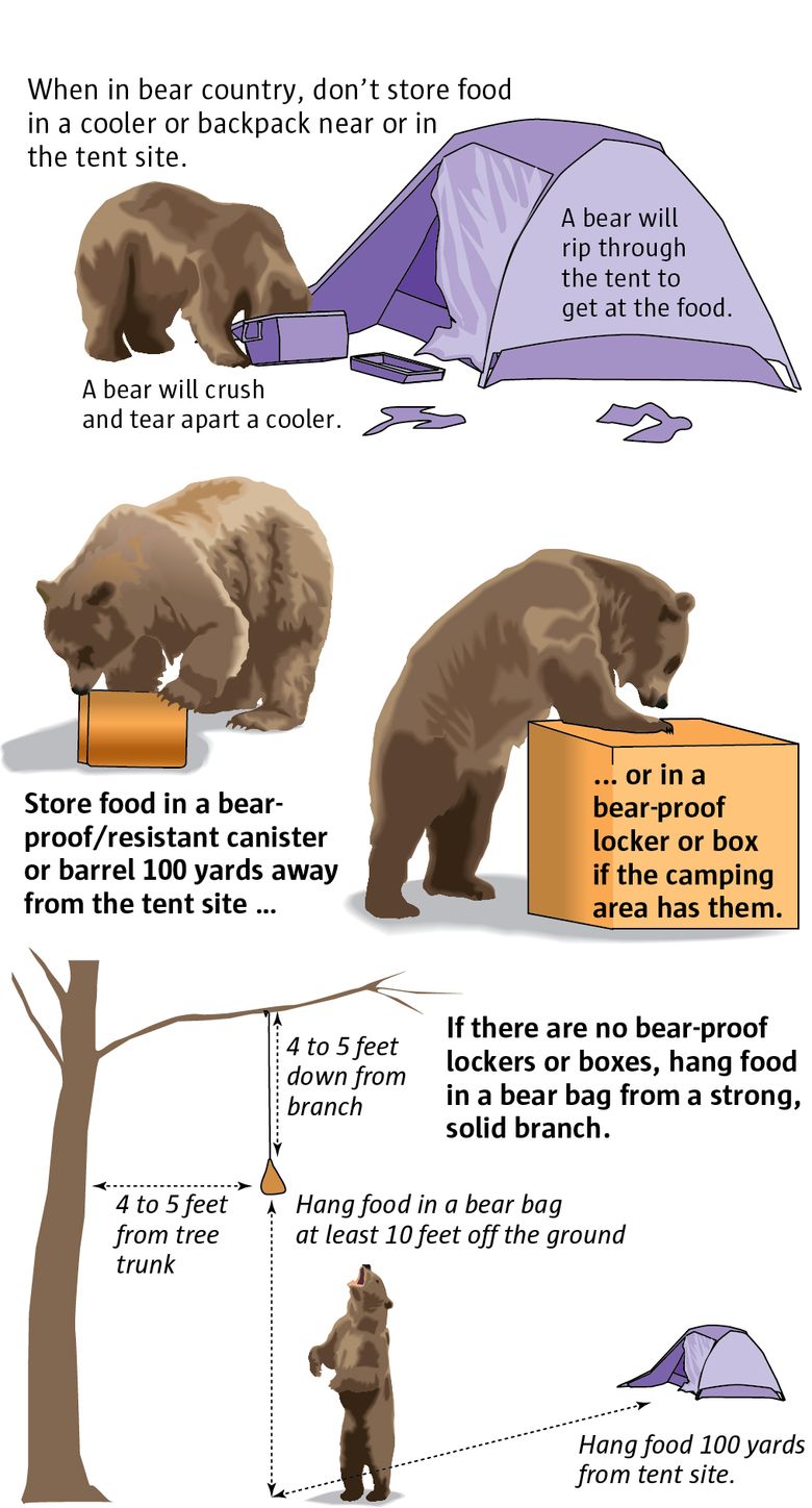 What If a Bear Comes to Your Tent