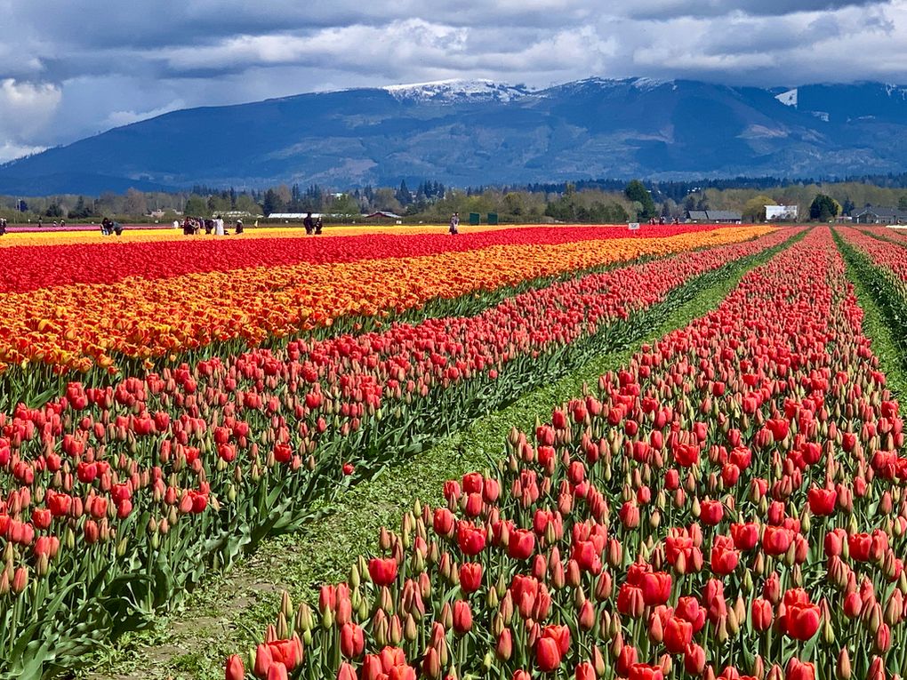 Bulbo fiore BLUMEN Tulipano confezione da 6 | Leroy Merlin
