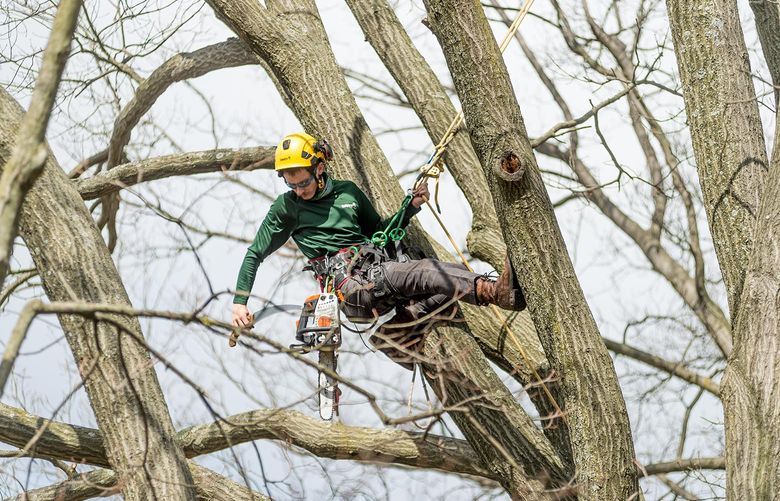 A professional arborist wearing a yellow hard hat and safety gear works high in a dormant, leafless treetop.