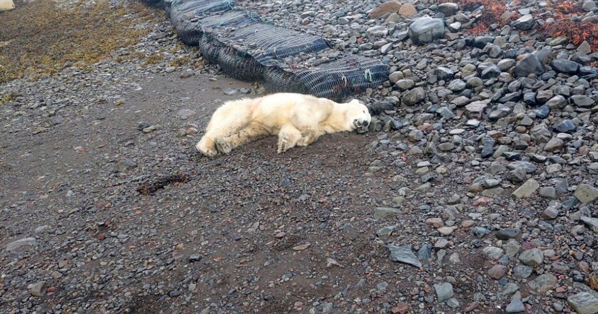 Un oso polar poco común apareció en las costas de Islandia. La policía lo mató a tiros