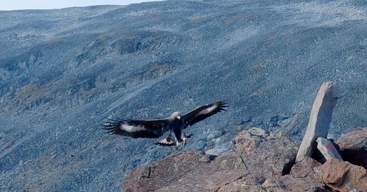 Un águila real ataca a un niño y a otras tres personas en Noruega. Un experto sospecha que se trata de un «trastorno de conducta»