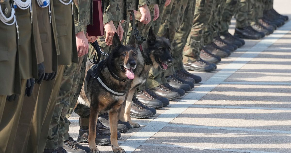 Polonia agradece a los perros militares por su servicio otorgándoles rangos militares