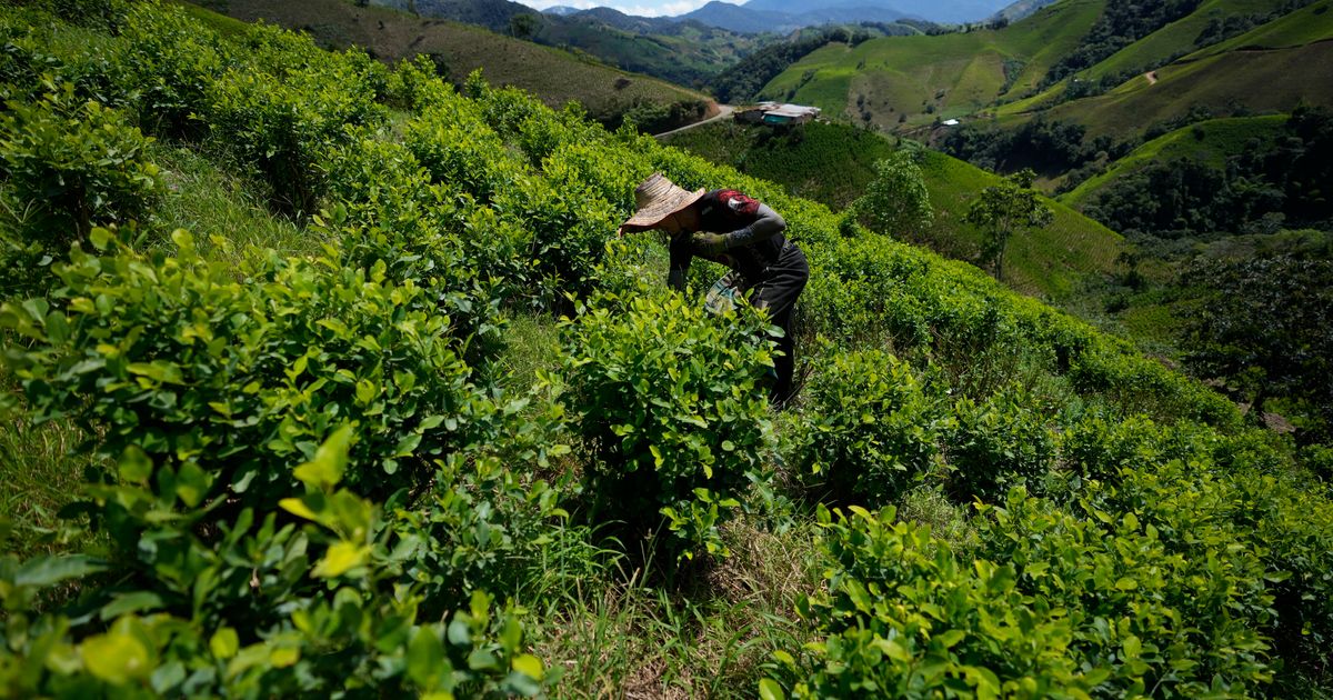 El tráfico de cocaína en el escarpado Cañón del Micay amenaza los esfuerzos de paz de Colombia