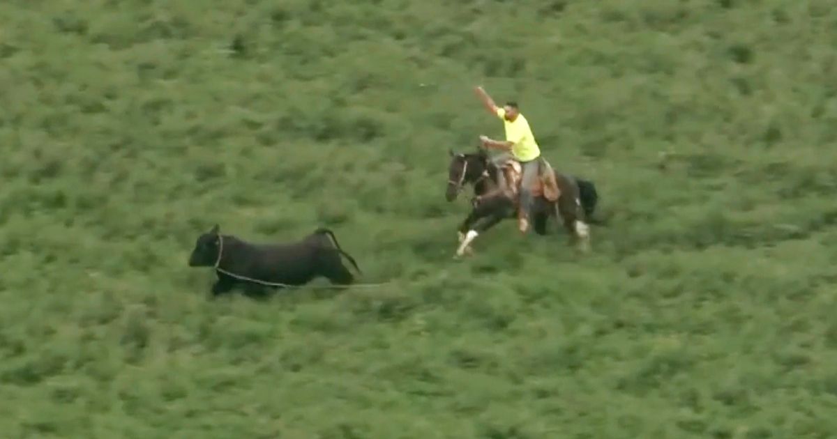 Bull that escaped from Illinois farm lassoed after hours on the run ...