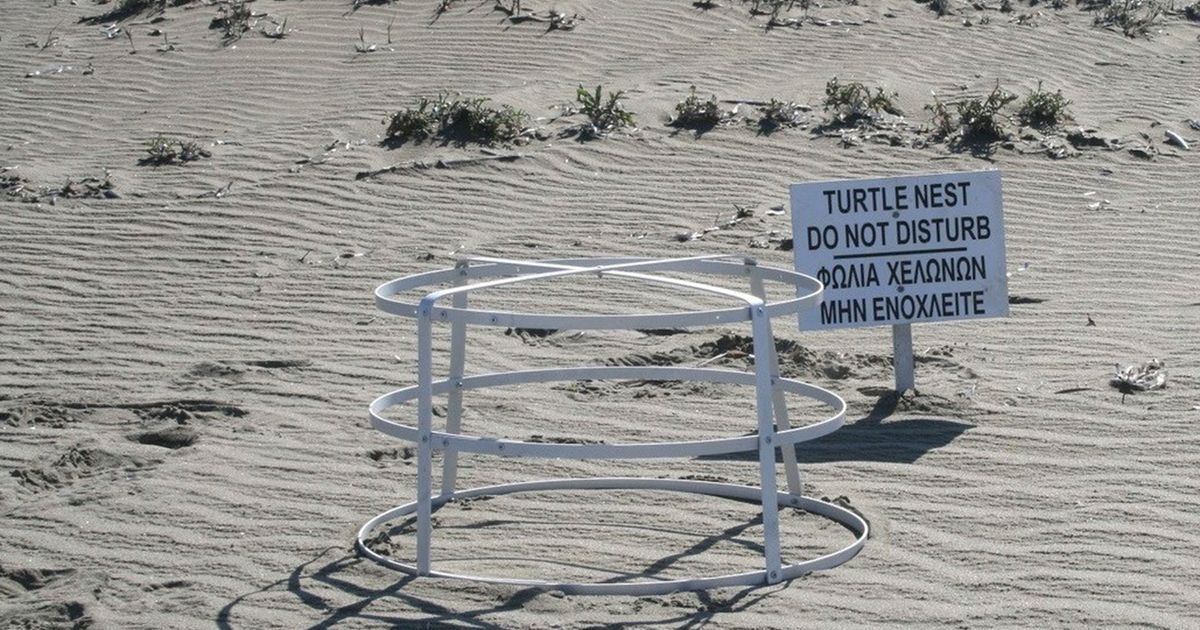 Las tortugas marinas vuelven a aparecer en las playas de arena de dos bases militares británicas en Chipre