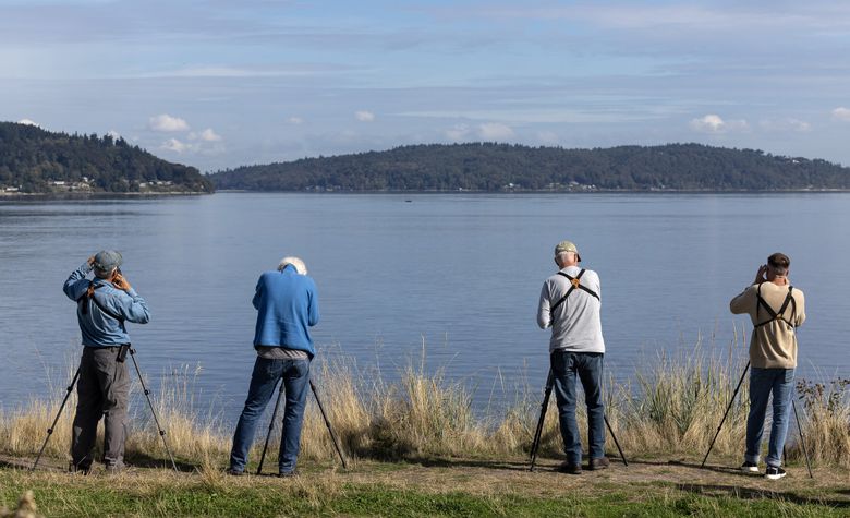 Birders peer through scopes at Dune Peninsula. (Nick Wagner / The Seattle Times)