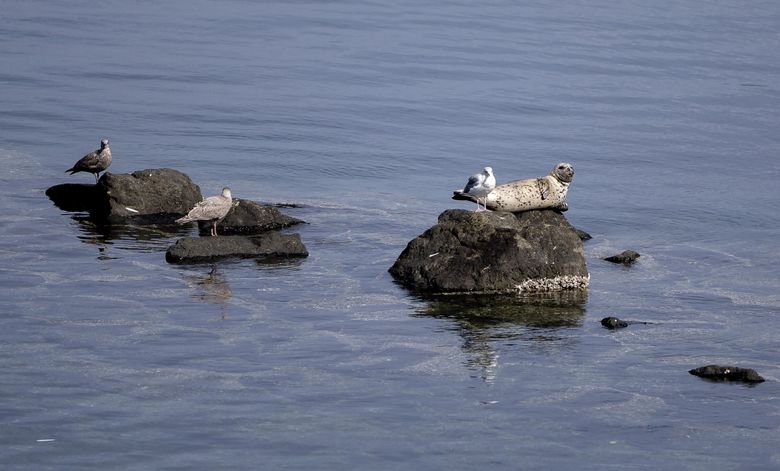 A seal rests on a rock next to a trio of seagulls off the shore at Point Defiance Park in Tacoma. (Nick Wagner / The Seattle Times)