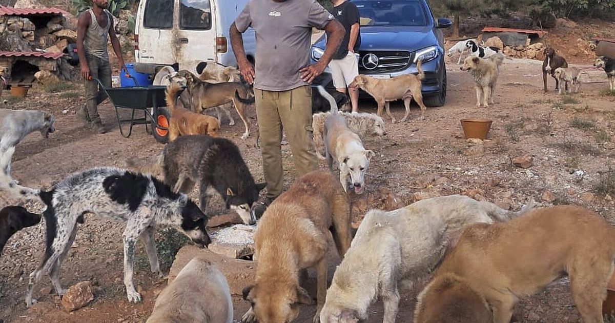 Un hombre en el sur del Líbano cuida a las mascotas que quedan cuando los residentes huyen de las bombas israelíes