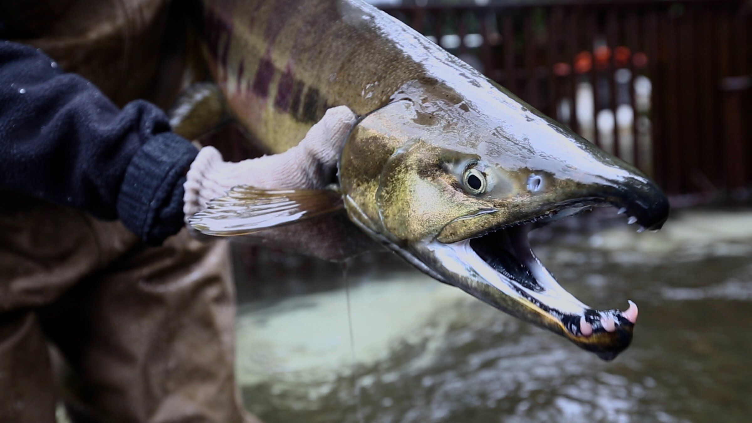 Hood Canal salmon run sees booming recovery as fish face