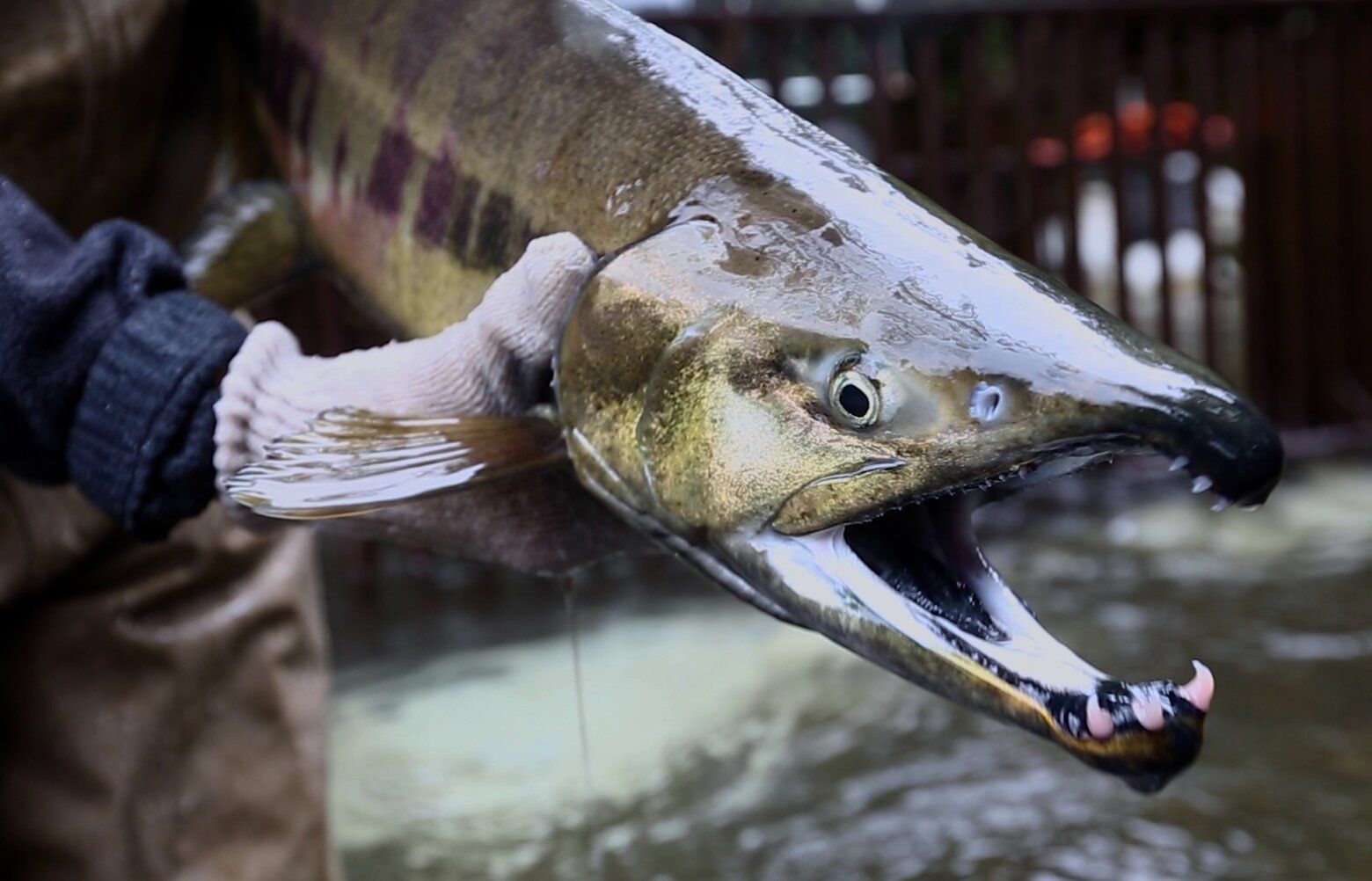 Hood Canal salmon run sees booming recovery as fish face