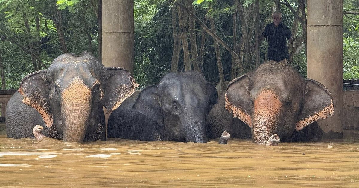 Las inundaciones provocadas por las lluvias estacionales amenazan a los residentes del norte de Tailandia, incluidos los elefantes