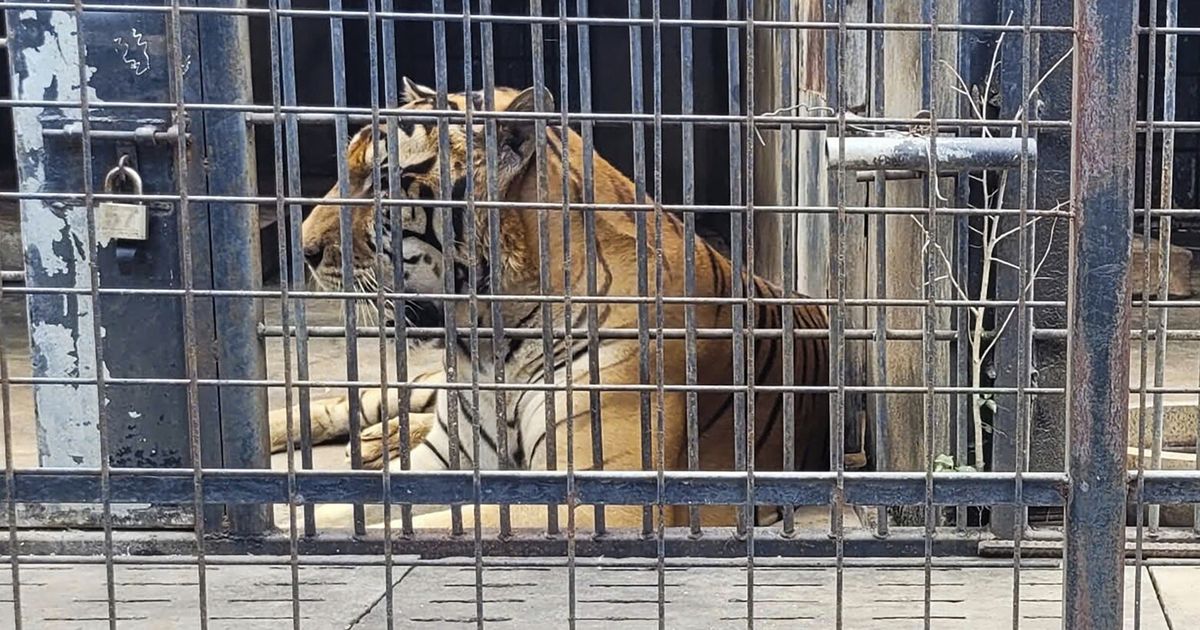 Decenas de tigres de zoológico mueren tras contraer gripe aviar en el sur de Vietnam