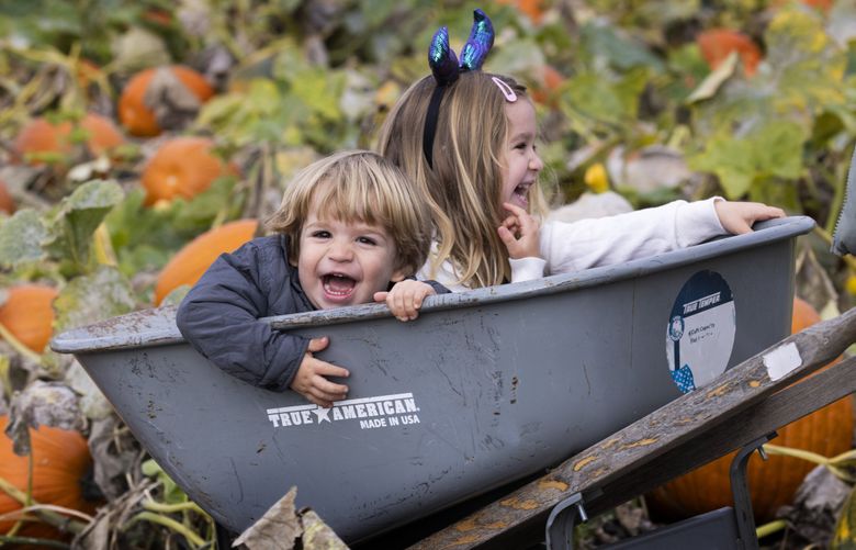 Two-and-a-half year old Holden and his sister, four-and-a-half year old Esther Flynn, enjoy a ride in a wheelbarrow pulled by their dad Bailey Flynn  at the  Carpinito Brothers pumpkin  farm and corn maze in Kent Friday, October 11, 2024.  The family is from Des Moines.  The pumpkin patch  is around ten acres and claims to be voted as the top pumpkin patch in America.   Two corn mazes,  with 3.6 miles of trails are also at the farm.  The farm is located at 27508 W Valley Hwy N. in Kent and is open from 9 a.m. til dusk through October 31.
 228237 (Ellen M. Banner / The Seattle Times)