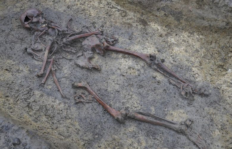 Skeletons and skulls sit in graves at an excavation site of a 10th century Viking burial ground in Aasum, Denmark, Monday, Oct. 7, 2024. (AP Photo/James Brooks) LFP701 LFP701