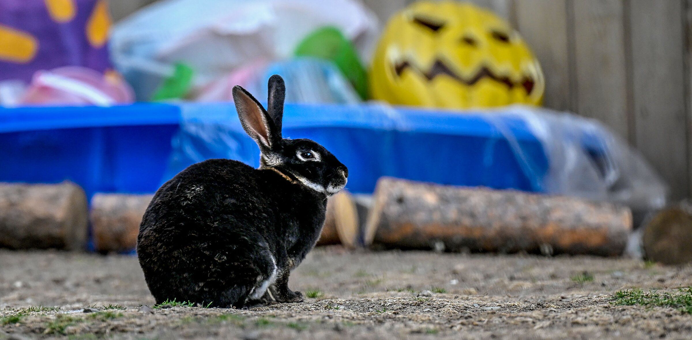 Seattle Mariners buy Rabbit