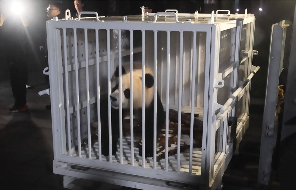 Pandas arrive at National Zoo, but won’t be ready for public debut ...