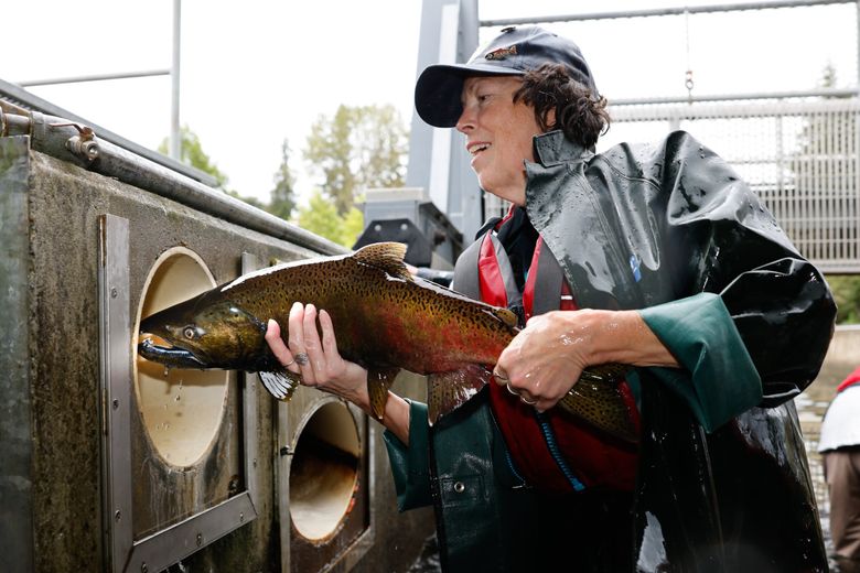 Грэйс Ример, волонтер из организации Friends of Issaquah Salmon Hatchery, выпускает дикого самца чавычи вверх по течению для нереста в дикой природе в инкубаторе лососевых в Иссакуа. (Карен Дьюси / The Seattle Times)