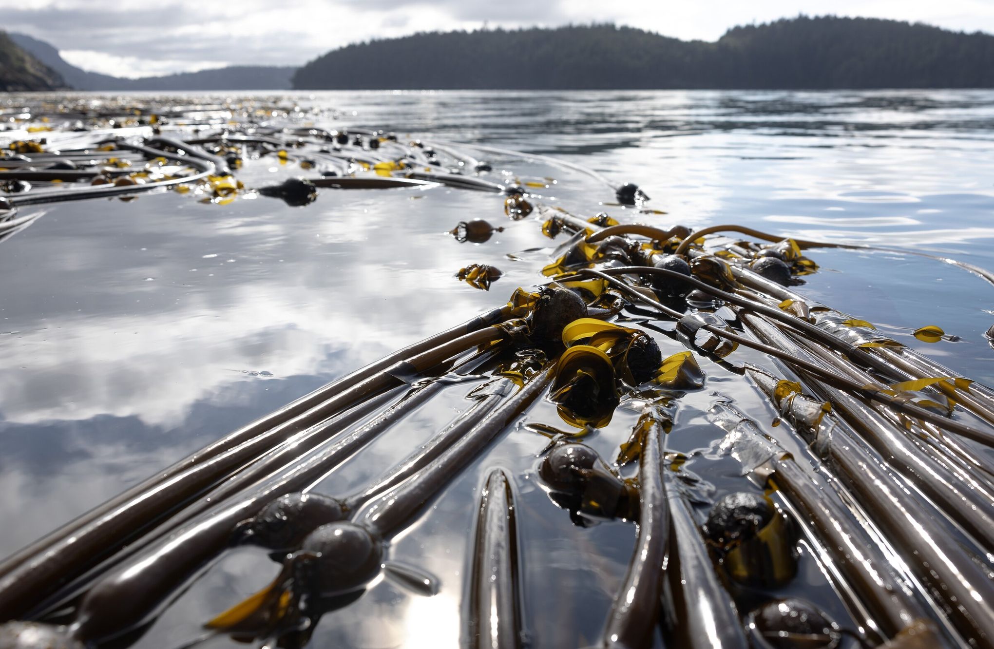 10192024_13-kelp_222150 image
