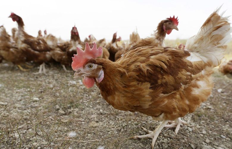 FILE – In this Oct. 21, 2015, file photo, cage-free chickens walk in a fenced pasture at an organic farm near Waukon, Iowa. The confirmation of bird flu at another Iowa egg-laying farm will force the killing of more than 5 million chickens, officials said Friday, March 18, 2022. Spread of the disease is largely blamed on the droppings or nasal discharge of infected wild birds, such as ducks and geese, which can contaminate dust and soil. (AP Photo/Charlie Neibergall, File)