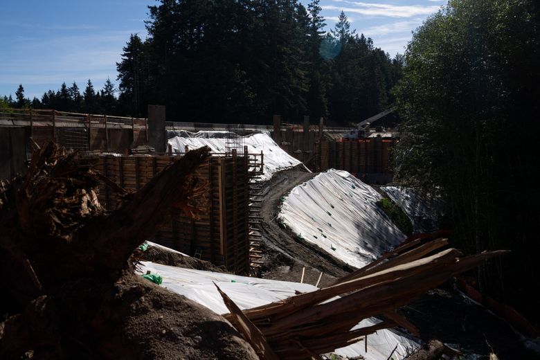 WSDOT is restoring fish passage on multiple streams along Highway 101, including this project on Contractors Creek, roughly 35 miles east of Port Angeles. (Audrey Richardson / The Seattle Times)