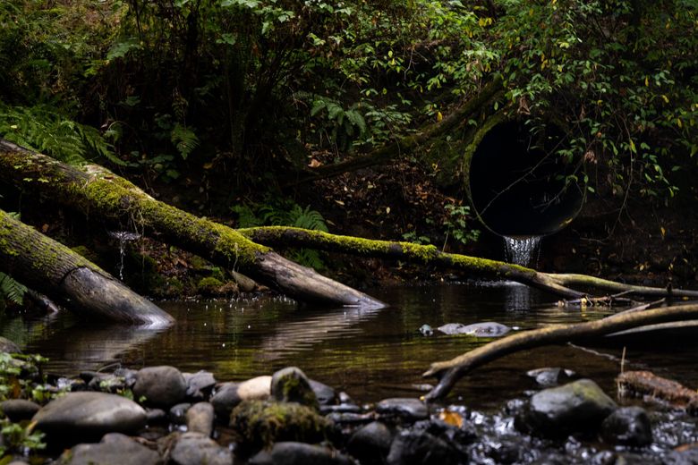 This culvert beneath the Olympic Inn &#038; Suites and Highway 101 in Port Angeles blocks fish because its outlet is too high, state surveyors found. (Audrey Richardson / The Seattle Times)