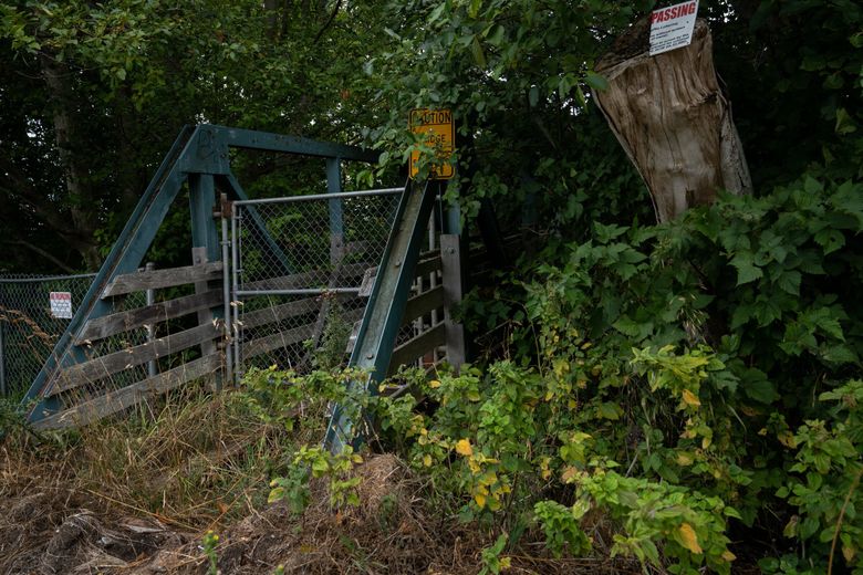 Before salmon can get to White Creek, they have to pass through degraded habitat on Ennis Creek. (Audrey Richardson / The Seattle Times)