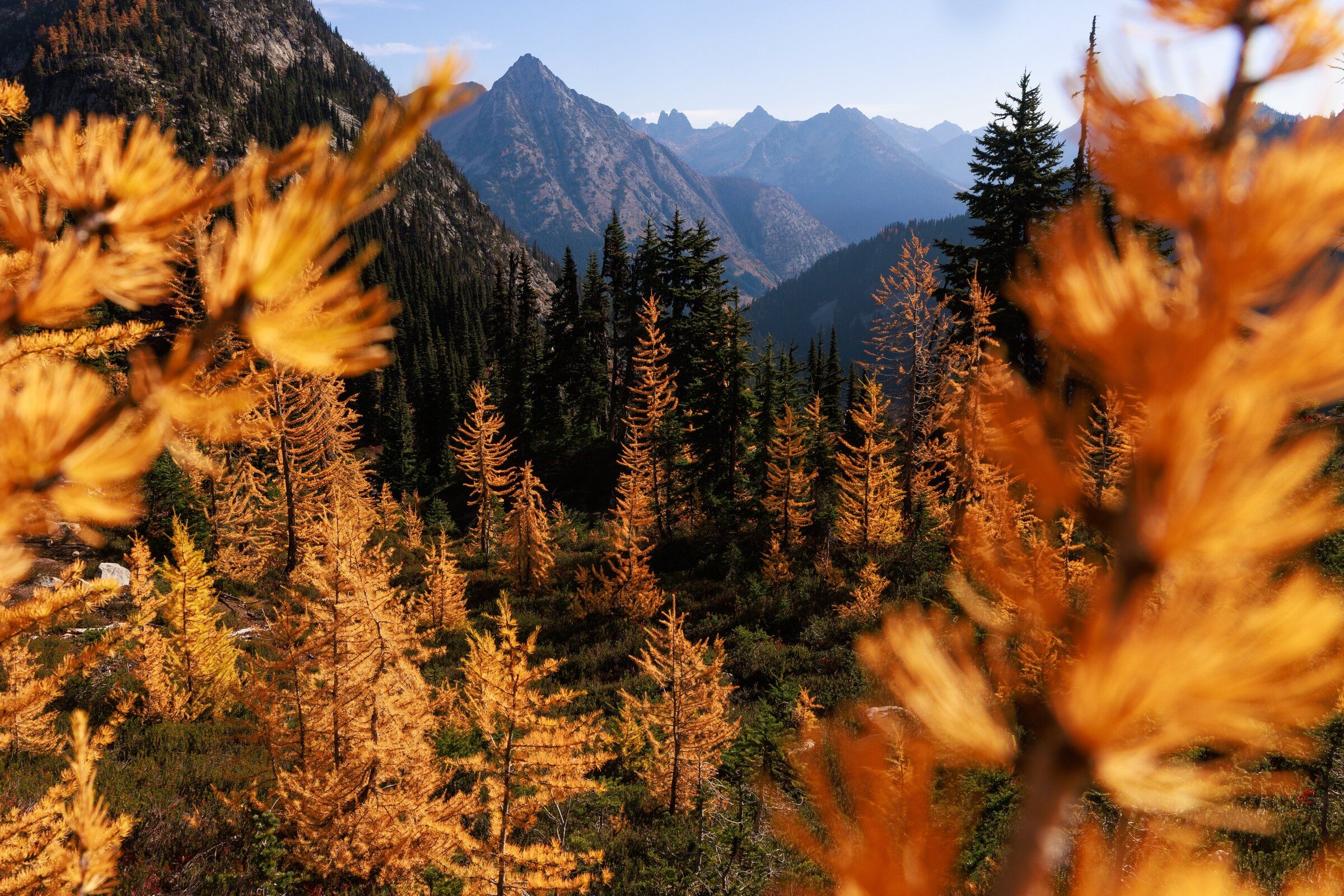 Here's why and how leaves change color during fall | The Seattle Times