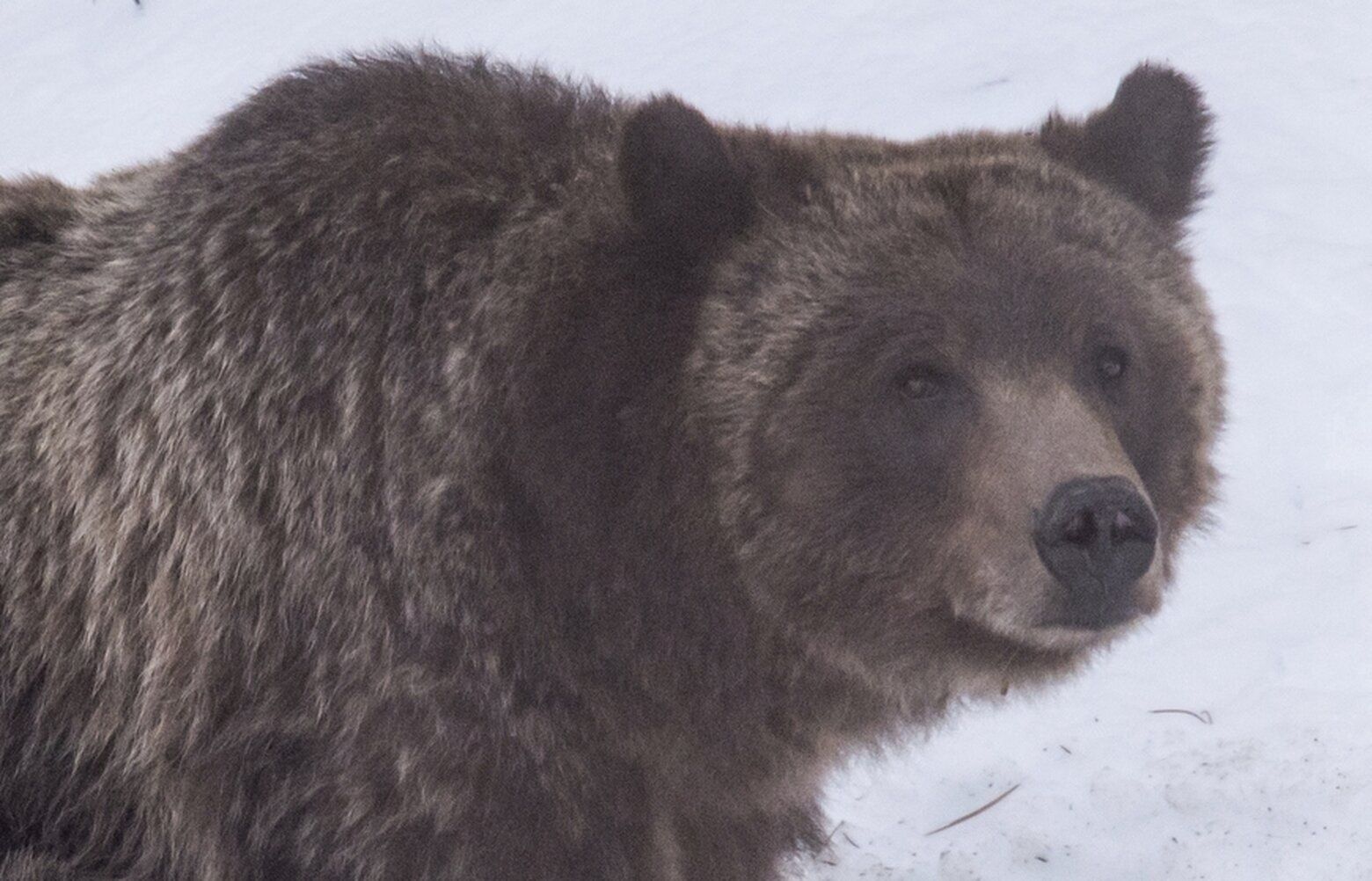 Grand Teton grizzly bear No. 399 that delighted visitors for