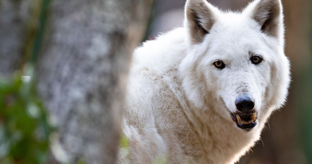 Shila, the last gray wolf at Woodland Park Zoo, dies at 14