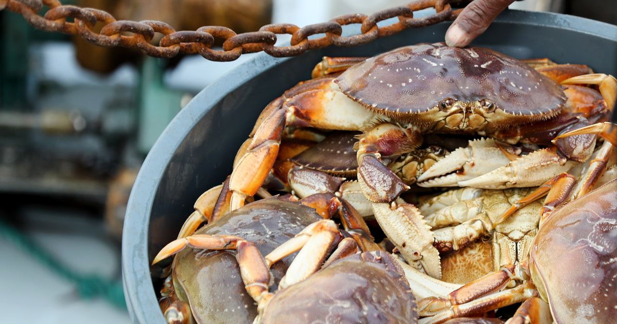 California’s 2024 Dungeness crab season postponed to protect whales