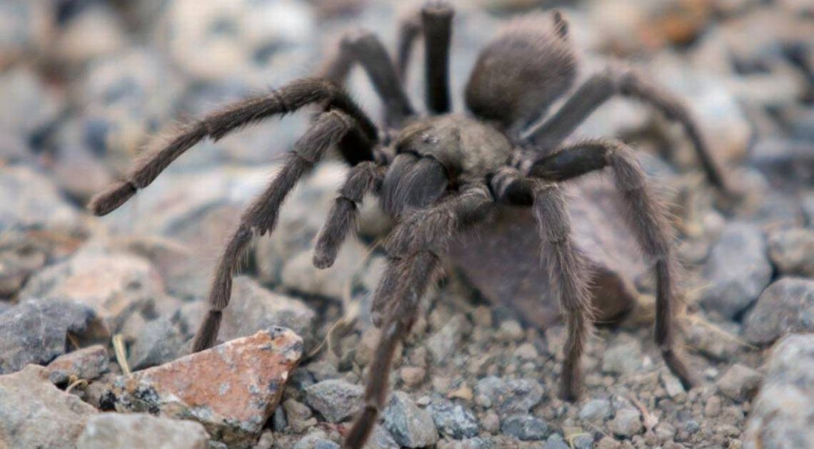 Man hiding tarantulas, centipedes and ants is stopped from boarding flight